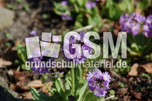 Primel-Kugelprimel 01.JPG